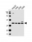 SNRPA Antibody (Center)