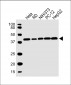 PDHA1 Antibody