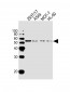 DKK3 Antibody (N-term)