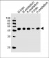 GLUL Antibody (N-term)