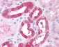 RICTOR Antibody (C-Terminus)