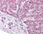 PPARA / PPAR Alpha Antibody (N-Terminus)
