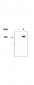 RELA / NFKB p65 Antibody