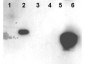 HMGN1 Antibody (phospho-Ser20/Ser24)