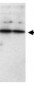 SFRP1 Antibody (aa43-54)