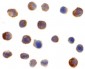 IRF3 Antibody (Internal)