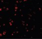 IRF3 Antibody (Internal)