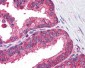 IRF3 Antibody (Internal)