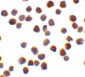 TRAF6 Antibody (C-Terminus)