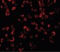 TRAF6 Antibody (C-Terminus)