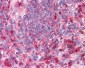 TRAF6 Antibody (C-Terminus)