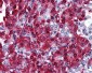 CBLC Antibody (aa444-458)