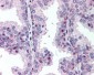 CENPU / MLF1IP Antibody (phospho-Thr78)