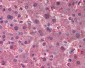 AHSG / Fetuin Antibody