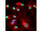 BMI1 / PCGF4 Antibody (aa252-264)