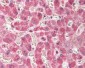 PTGS2 / COX2 / COX-2 Antibody (C-Terminus)
