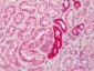 SPP1 / Osteopontin Antibody (N-Terminus)