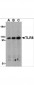 TLR8 Antibody (Internal)
