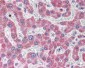 VDAC1 / PORIN Antibody (aa185-197)