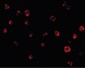 AES / Groucho Antibody (C-Terminus)