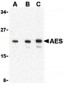 AES / Groucho Antibody (C-Terminus)