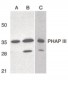 PHAP III / ANP32E Antibody (C-Terminus)