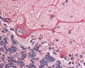BCAP31 / BAP31 Antibody (C-Terminus)
