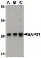 BCAP31 / BAP31 Antibody (C-Terminus)