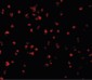 CASP5 / Caspase 5 Antibody