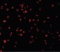 CASP5 / Caspase 5 Antibody