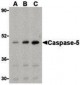 CASP5 / Caspase 5 Antibody