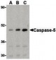 CASP5 / Caspase 5 Antibody