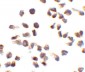 IPAF / NLRC4 Antibody (C-Terminus)