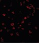 IPAF / NLRC4 Antibody (C-Terminus)