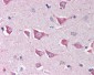 IPAF / NLRC4 Antibody (C-Terminus)
