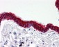 SCO2 Antibody (C-Terminus)
