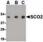 SCO2 Antibody (C-Terminus)