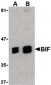 SH3GLB1 / Bif / Endophilin B1 Antibody (C-Terminus)