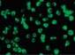 DAPK3 / ZIP Kinase Antibody (Internal)