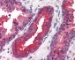 EIF2AK2 / PKR Antibody (C-Terminus)