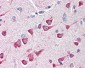 FAIM2 / LIFEGUARD Antibody (N-Terminus)