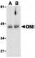 HTRA2 / OMI Antibody (C-Terminus)