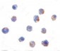 IKBKAP / IKAP Antibody (C-Terminus)