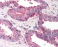 IKBKAP / IKAP Antibody (C-Terminus)