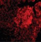 IL23A / IL-23 p19 Antibody (N-Terminus)