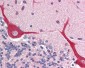 IL23A / IL-23 p19 Antibody (N-Terminus)