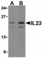 IL23A / IL-23 p19 Antibody (N-Terminus)