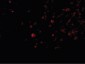IL32 Antibody (C-Terminus)