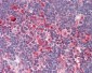 IL32 Antibody (C-Terminus)