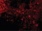 IRF7 Antibody (C-Terminus)